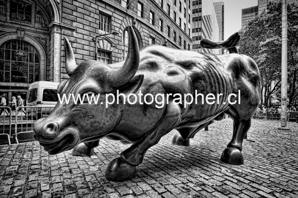 DSC_0986 bull manhattan www.photographer.cl italo arriaza